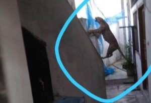 panther entered in residencial area