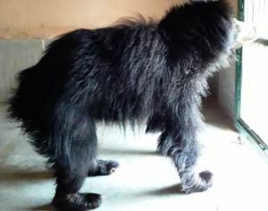 female sloth bear sushmita in sajjangarh biological park udaipur