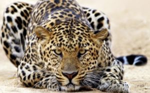 udaipur leopard attack