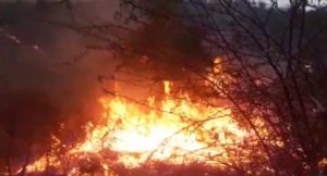 fire in forest area news army station udaipur