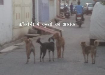 कॉलोनी के कुत्ते बने शेर, बच्चे पर किया हमला