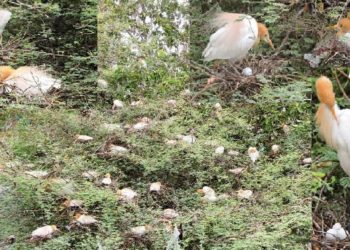 udaipur cattle egret