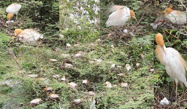 udaipur cattle egret