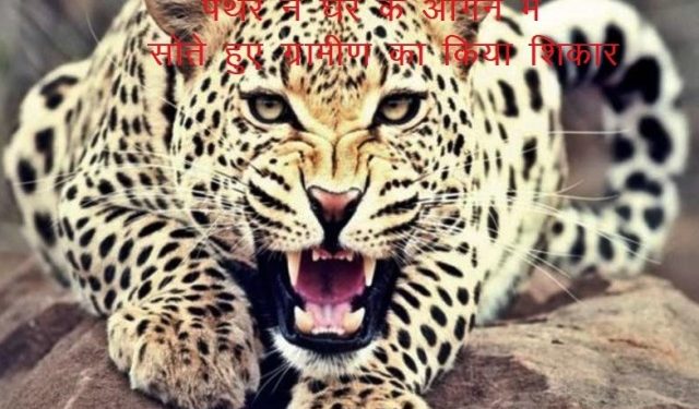 udaipur barapal panther attack man die
