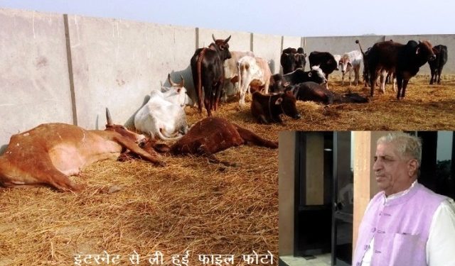 nakli pashu aahar