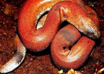 Red sand boa snake price recoverd mumbai police