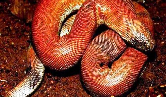 Red sand boa snake price recoverd mumbai police