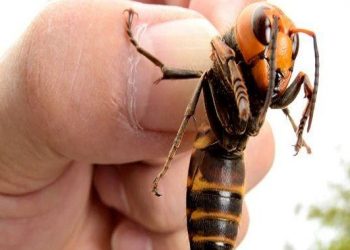 Spain Poisonous Bee attack on people
