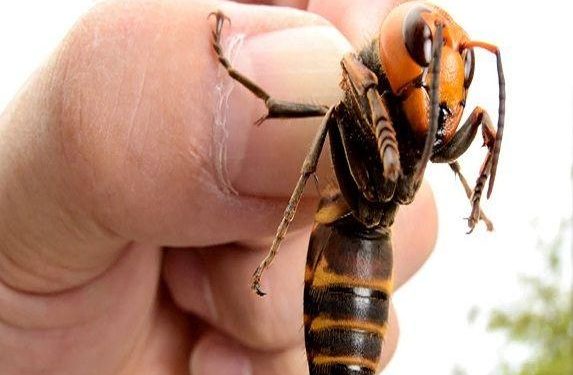 Spain Poisonous Bee attack on people