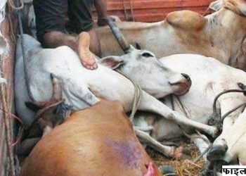 alwar police arrest cow trafficking (1)