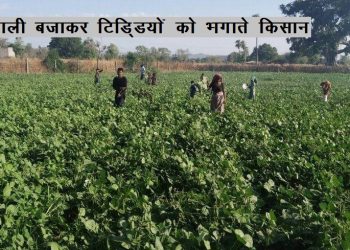 tiddi attack on farm in jhadol udaipur 1