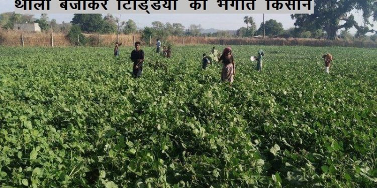 tiddi attack on farm in jhadol udaipur 1