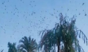 tiddi attack on farm in jhadol udaipur