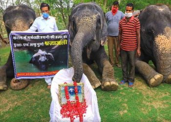 JUSTICE FOR ELEPHANT jaipur hathi gram elephants put flowers front of kerala elephant photo