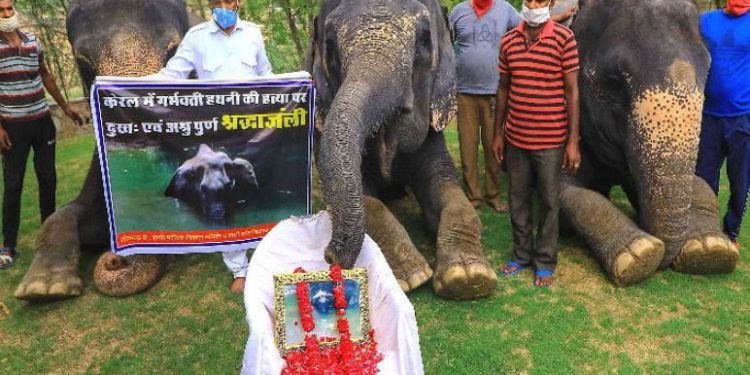 JUSTICE FOR ELEPHANT jaipur hathi gram elephants put flowers front of kerala elephant photo