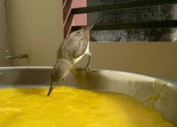 aam-ki-pyas-sunbird-pair-drink-mango-juice in udaipur
