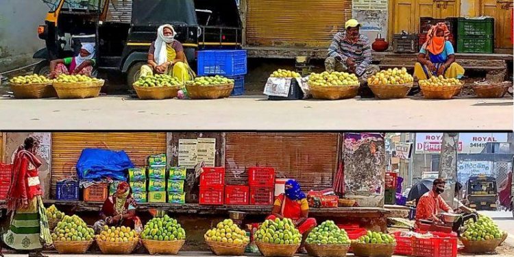 banswada Mango market banswada mango festival