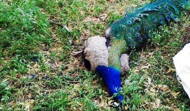 peacock hunting in udaipur 3 person arrest