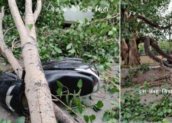 man died in tree fall down near bhupalpura math udaipur