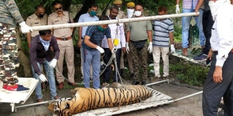 मुकुंदरा हिल्स टाइगर रिजर्व के बाघ एमटी-3 की मौत