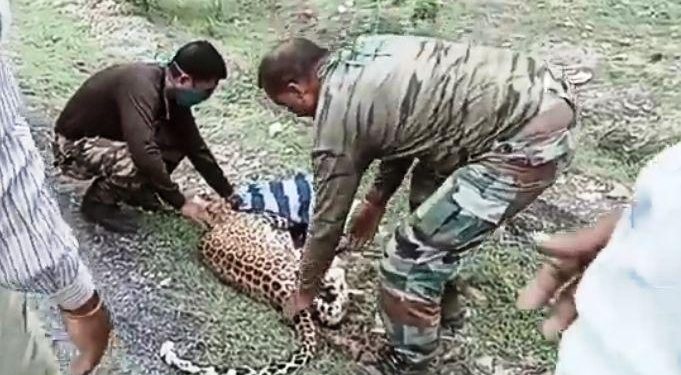 udaipur forest team rescue leopar panther in sayra area