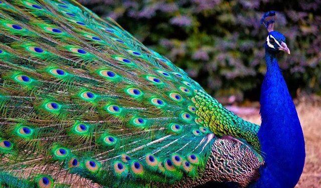 wild animal census 2020 of udaipur forest area 1