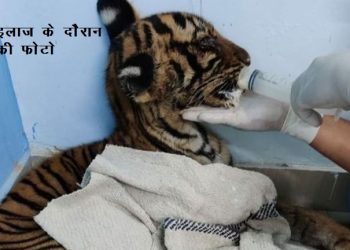 mukundra tiger reserve cub died after his mother tigeress death