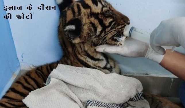 mukundra tiger reserve cub died after his mother tigeress death