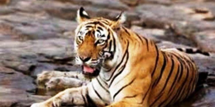 mukundra tiger reserve st 2 tigeress died