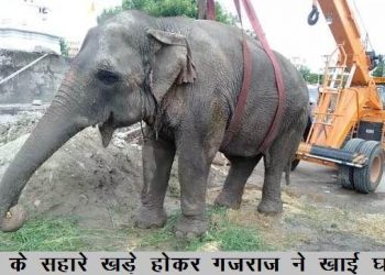 udaipur elephant become ill suffering from weakness doctor doing treatment of gajraj elephant