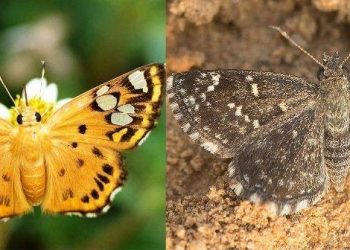 2 new species of butterfly found in ranthambore tiger reserve rajasthan