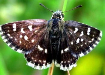 india 1328th butterfly SPIALIA ZEBRA found in sagwara dungarpur
