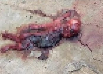alien found in jaipur fake news viral doctors said this is monkey fetus