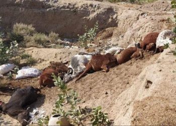 78 cows died suspected of food poisoning in churu