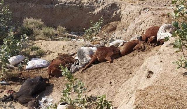 78 cows died suspected of food poisoning in churu