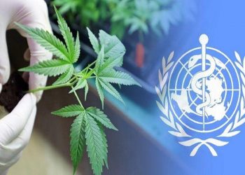world health organisation approves cannabis for medical use