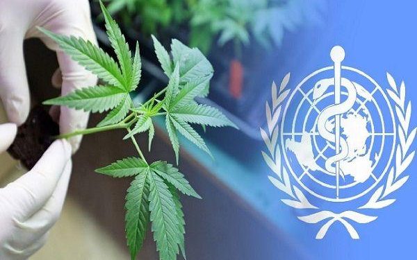 world health organisation approves cannabis for medical use
