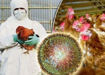 bird flu in 9 states with delhi and maharashtra