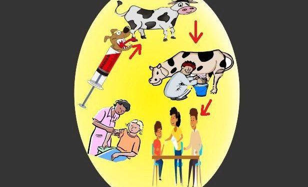 udaipur 13 people drink rabies infected milk of cow