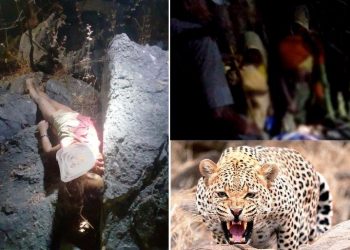 panther kills 5 year old girl in udaipur