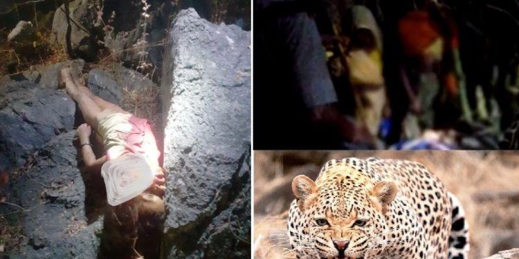 panther kills 5 year old girl in udaipur