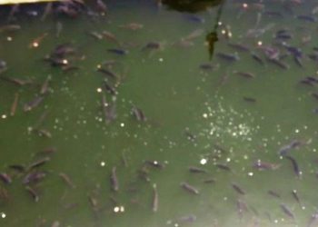 fishes dies in gangu kund ayad udaipur