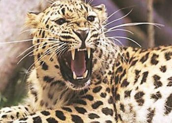 panther-kills-old-lady-in-gogunda-udaipur leopard may become man eater