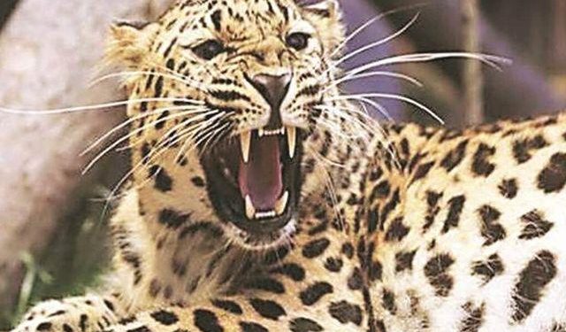 panther-kills-old-lady-in-gogunda-udaipur leopard may become man eater