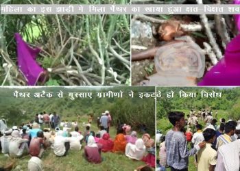 man eater panther attack kills women in jawarmines udaipur forest department sent proposal for shoot panther