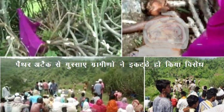 man eater panther attack kills women in jawarmines udaipur forest department sent proposal for shoot panther