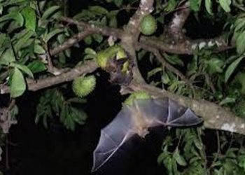 nipah virus detected in bats in mahabaleshwar maharashtra
