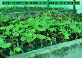 udaipur forest department distributes 27 lakh medicinal plants in udaipur