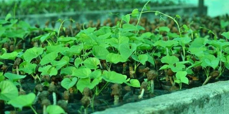 udaipur forest department distributes 27 lakh medicinal plants in udaipur