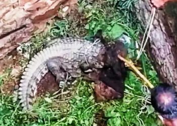 crocodile enters in village in kurabad udaipur